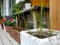 事務所玄関前の稲植えたばっかり (2)